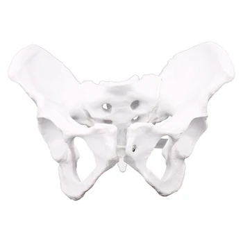 Sieviešu Anatomiju Iegurņa, Iegurņa Skelets Kakla Anatomiskās Anatomija Galvaskausa Skulptūru Vadītājs Ķermeņa Modelis